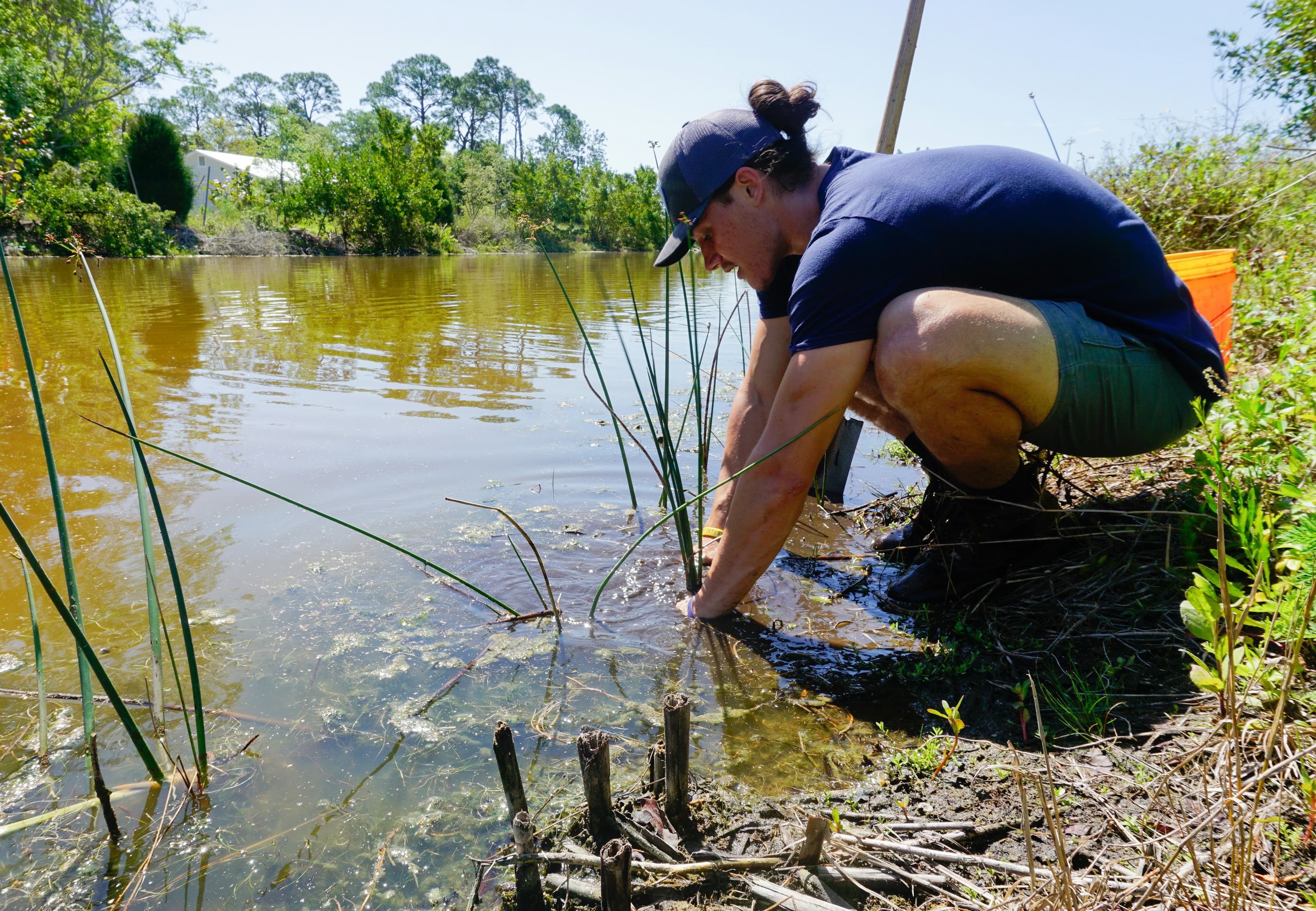 Hydrilla vs. native eelgrass: how to tell them apart